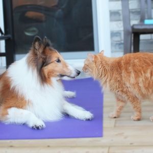 Meet your Posher, Pauline